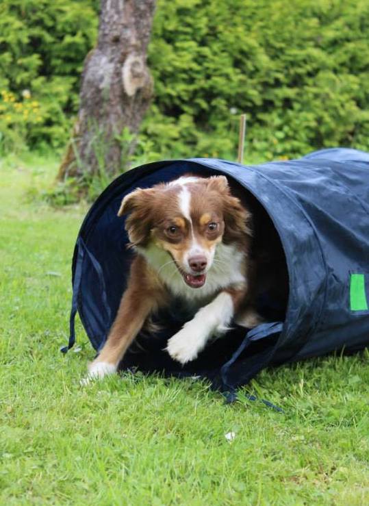 chien agility ostéopathie